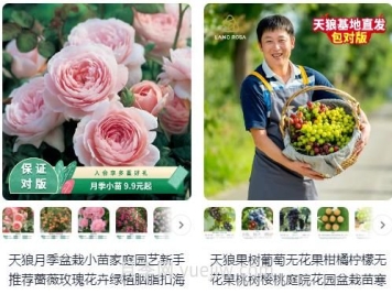  淘寶買(mǎi)月季，請推薦一些可靠的店鋪