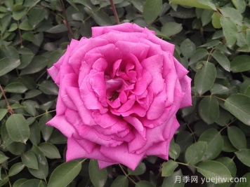 月季，市花之最，東西方的混血美人