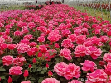香飄九州，南陽(yáng)月季何以花滿(mǎn)天下？