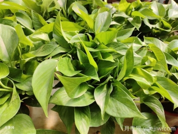 50種常見(jiàn)花卉綠植的養護指南