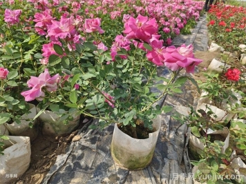 如何在夏季提升月季苗栽植成活率？