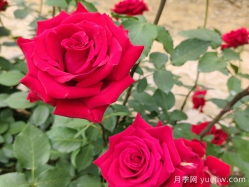 花卉苗木專(zhuān)業(yè)術(shù)語(yǔ)知識點(diǎn)