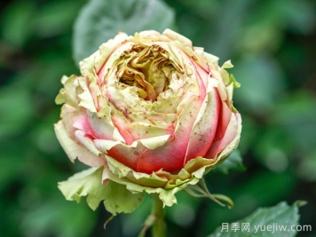 3個(gè)僵尸月季品種，花苞打不開(kāi)，選擇需謹慎