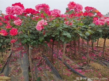 影響樹(shù)狀月季嫁接生活率的五大因素，你了解幾個(gè)？