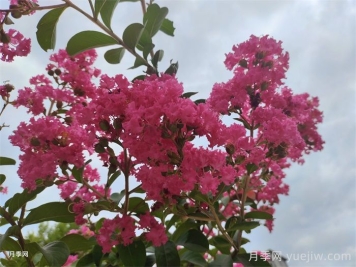 紫薇：誰(shuí)道花無(wú)百日紅
