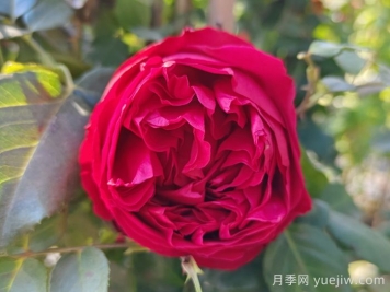 愛(ài)種藤本月季的福建朋友來(lái)看，必養的二個(gè)品種