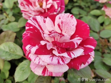 無(wú)錫龍寺生態(tài)園月季花開(kāi)陶人醉