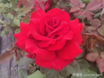 關(guān)于月季花顏色寓意，你不知道的花語(yǔ)