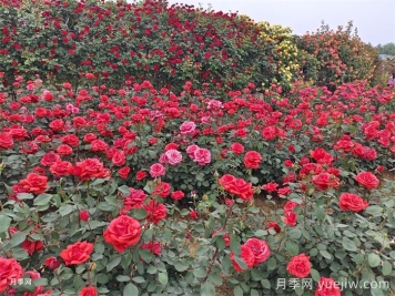 月季花開(kāi)滿(mǎn)全城，鄭州建多個(gè)月季景觀(guān)主題公園
