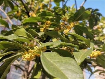 盆栽桂花開(kāi)花少或不開(kāi)花？4個(gè)原因來(lái)年花開(kāi)滿(mǎn)樹(shù)
