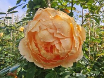 下雨對月季有什么好處？