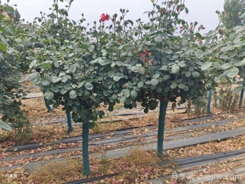 古樁月季樹(shù)的夏季管理技術(shù)