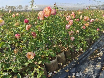 月季葉片發(fā)黃？黃葉的處理辦法