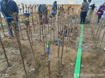 砧木與接穗，如何影響月季嫁接成活的？