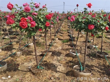 苗木人賺錢(qián)不能錯過(guò)造林工程機遇