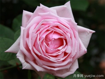 哪個(gè)國家的月季更勤花？月季怎么才能做到月月開(kāi)花？