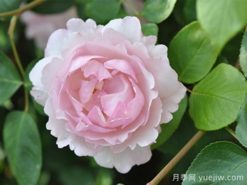 伊芙魂之香水月季