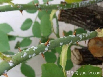 夏季月季花容易感染蚧殼蟲(chóng)，要怎么防治？