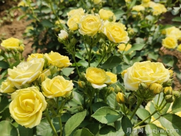 園林花木常見(jiàn)的10種蚧殼蟲(chóng)