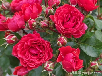 奇卡門(mén)廊月季介紹和優(yōu)缺點(diǎn)