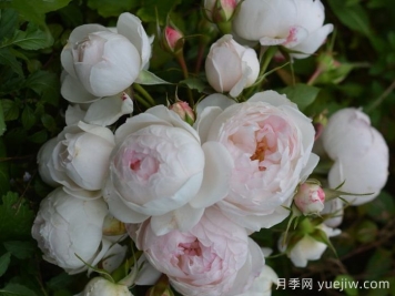 小抒情曲月季介紹和優(yōu)缺點(diǎn)