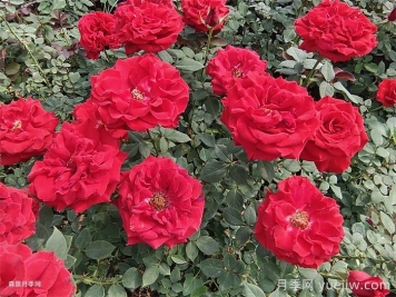 關(guān)于切花月季的規范