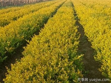金森女貞的養護管理措施