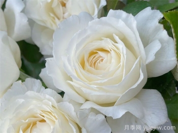 保羅三世月季介紹和優(yōu)缺點(diǎn)