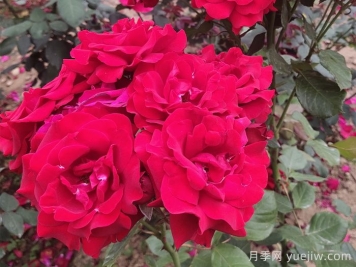 花中皇后，月季花有什么功效與作用？