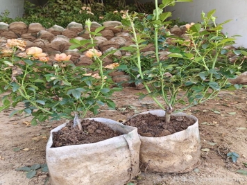 月季修剪有技巧，掌握要點(diǎn)復花快能開(kāi)好幾茬
