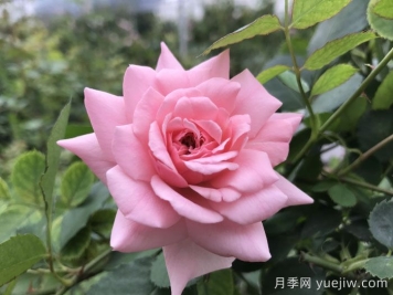 粉色回憶月季