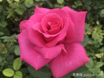 花木蘭月季