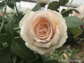 乳酪蛋糕月季