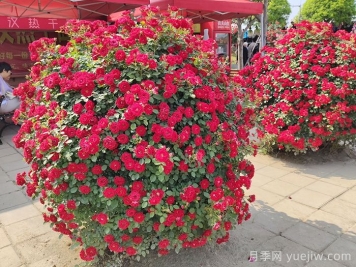 造型月季花球在城市園林綠化中的應用