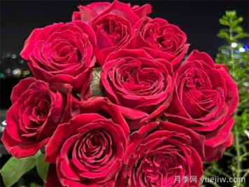 蔣恩鈿帶領(lǐng)中國月季走向世界，被稱(chēng)為月季夫人
