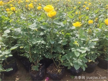 月季又細又長(cháng)怎么辦？如何讓月季長(cháng)得矮壯？