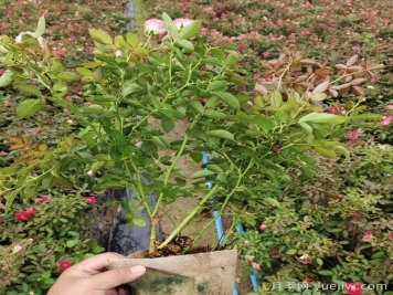 剛買(mǎi)的南陽(yáng)月季花怎么處理？