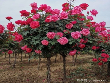 南陽(yáng)樹(shù)狀月季最新批發(fā)價(jià)格！風(fēng)靡高端市場(chǎng)的月季樹(shù)好在呢？