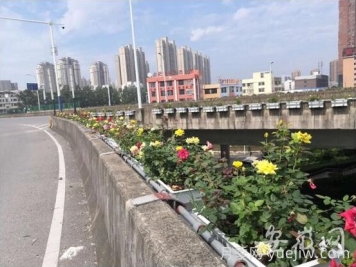 安徽合肥郎溪路高架橋垂直綠化工程，變身高架月季