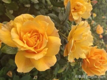 談?wù)劕F代月季在園林景觀(guān)中的應用