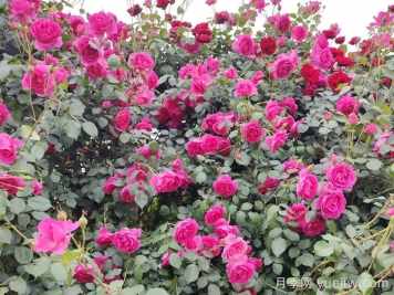 家有庭院，一定要布置美美的藤本月季花墻