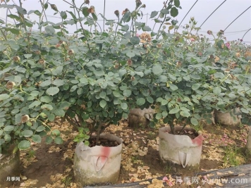 夏天月季為什么往往開(kāi)得不太好？原因在這里