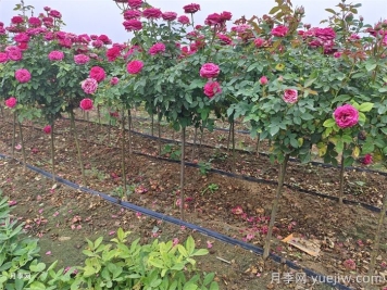立秋后的月季怎么做好養護？
