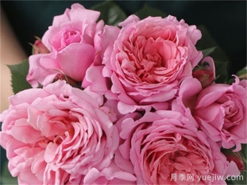 藤本月季之歡迎月季的優(yōu)缺點(diǎn)是什么？