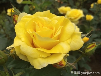月季花怎么管理開(kāi)花又多又大？做好四點(diǎn)