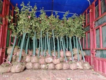 南陽(yáng)樹(shù)狀月季為陜西西安園林工程添加生機