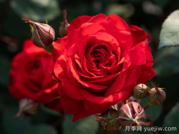 火玲瓏月季