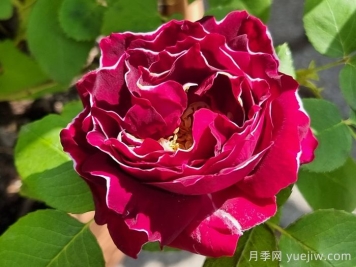 布羅德男爵月季