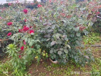 ?夏天月季黑桿怎么救？