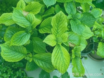 繡球葉片發(fā)黃焦邊？原因總結和對應解決方法